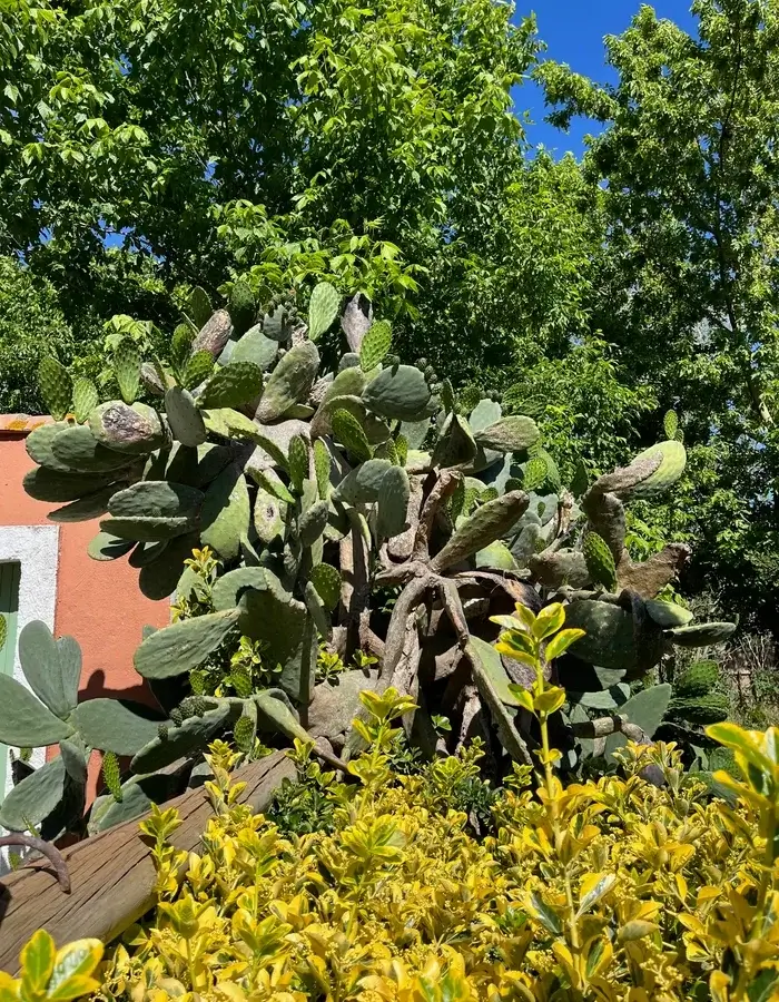 cactus superbes de jardin dans le domaine du mas saint louis en camargue