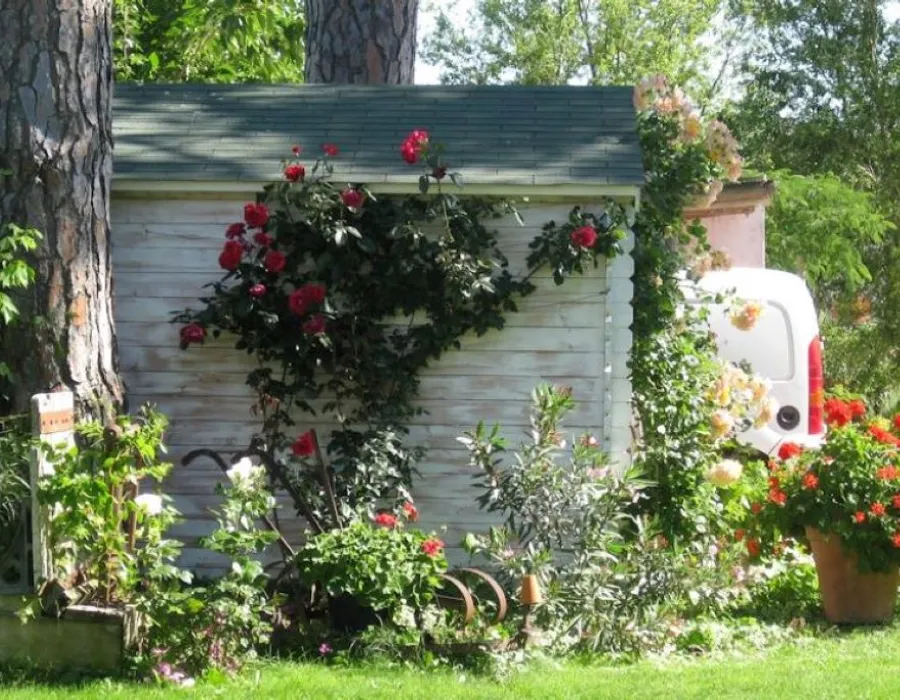 rosier dans le mas saint louis, en pleine Camargue sauvage