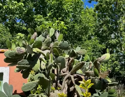 Extérieur du gite en pleine Camargue sauvage et naturel