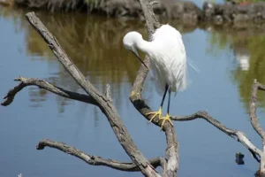 héron blanc perché sur dans son milieu naturel de la Camargue sur une branche