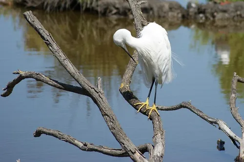 héron blanc perché sur dans son milieu naturel de la Camargue sur une branche