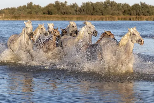 Chevaux camarguais en liberté dans les marais