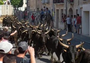 Taureaux camarguais dans une manade