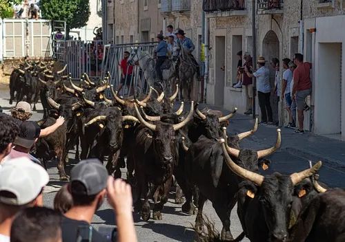 Taureaux camarguais dans une manade