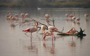 groupe de flamants roses dans les étangs de Camargue