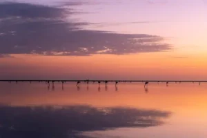 Coucher de soleil sur les marais de Camargue avec des flamants