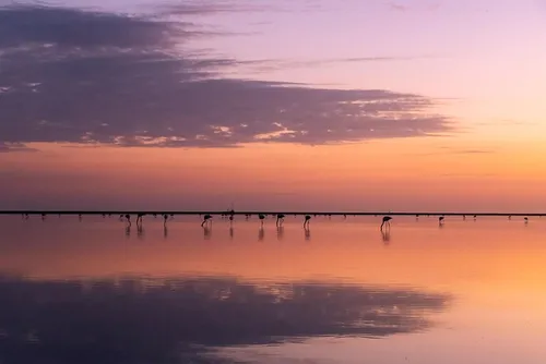 Coucher de soleil sur les marais de Camargue avec des flamants
