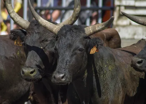 Taureaux camarguais dans une manade de camargue