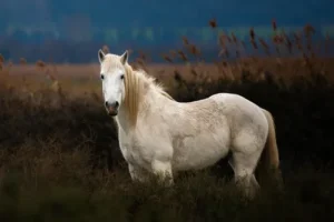 cheval blanc camarguais dans une manade