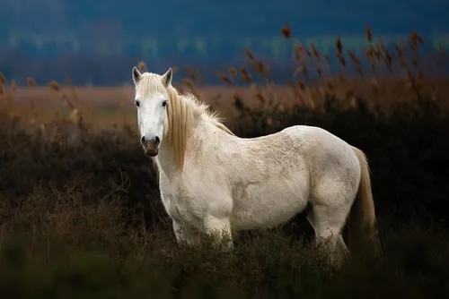 cheval blanc camarguais dans une manade