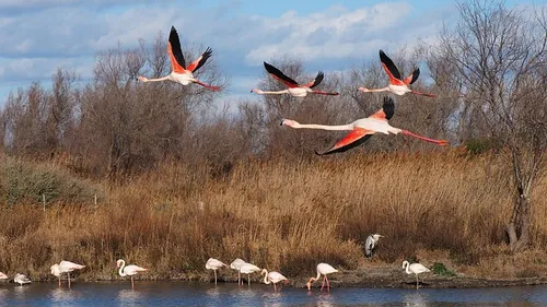 flamants roses en vol au-dessus des marais de Camargue