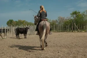 gardien et taureaux dans une manade de camargue