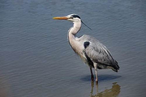 heron cendré dans les étangs de Camargue